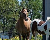 dun-aqha-gelding