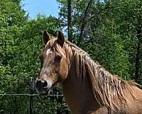 dun-gelding-for-sale