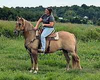 aqha-gelding