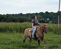 15-hand-quarter-horse-gelding