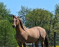 dun-quarter-horse-for-sale