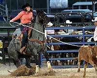 blue-roan-roan-roping-horse