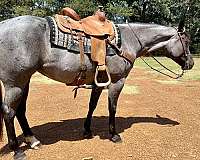 quarter-horse-for-sale