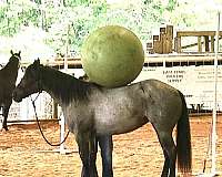 blue-roan-roan-show-horse