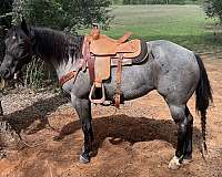 blue-roan-roan-trail-horse