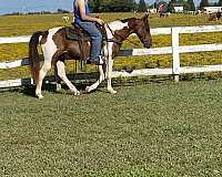 colored-spotted-saddle-horse