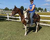 experienced-trail-spotted-saddle-horse