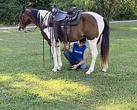 eye-spotted-saddle-horse