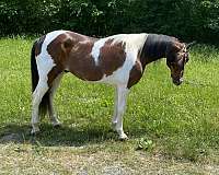 lead-spotted-saddle-horse