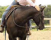 black-quarter-horse-mare