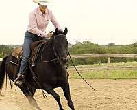 rodeo-school-mare-broodmare