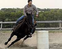 trail-riding-quarter-horse