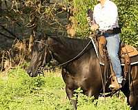 black-pole-horse