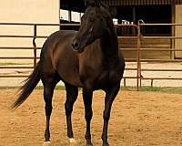 black-trail-horse