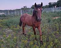 bay-buckskin-racking-colt-mare