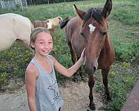 bay-buckskin-racking-horse