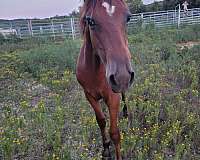 bay-buckskin-racking-horses-for-sale