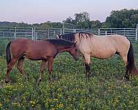 tennessee-walking-horse