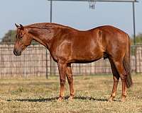 amha-tennessee-walking-horse