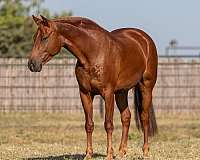 chestnut-star-horse