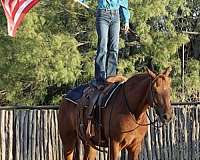 tennessee-walking-horse