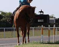 family-horse-tennessee-walking