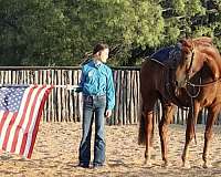 gaited-tennessee-walking-horse