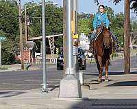 trail-tennessee-walking-horse