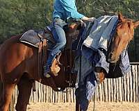 morgan-tennessee-walking-horse