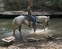 leopard-horse