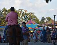 beginner-safe-quarter-horse