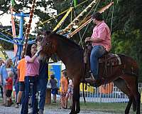 ranch-work-quarter-horse