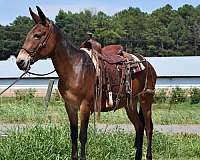 beginner-quarter-horse