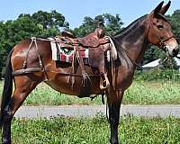 calf-roping-quarter-horse