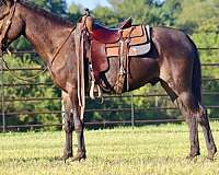 tennessee-walking-horse