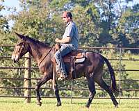 beginner-safe-tennessee-walking-horse