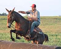 all-around-tennessee-walking-horse