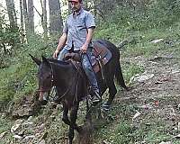 mule-tennessee-walking-horse