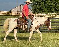 ranch-work-quarter-horse