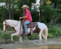 family-horse-quarter