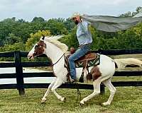 beginner-quarter-horse