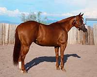 chestnut-blaze-horse