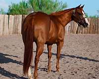 quarter-horse