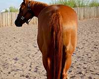 beginner-safe-quarter-horse