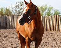 ranch-work-quarter-horse