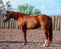 trail-quarter-horse