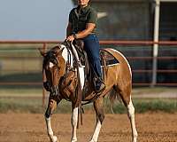 beginner-safe-quarter-horse