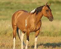 ranch-work-quarter-horse