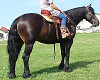 flashy-friesian-horse