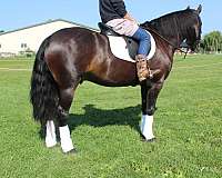 all-around-friesian-horse